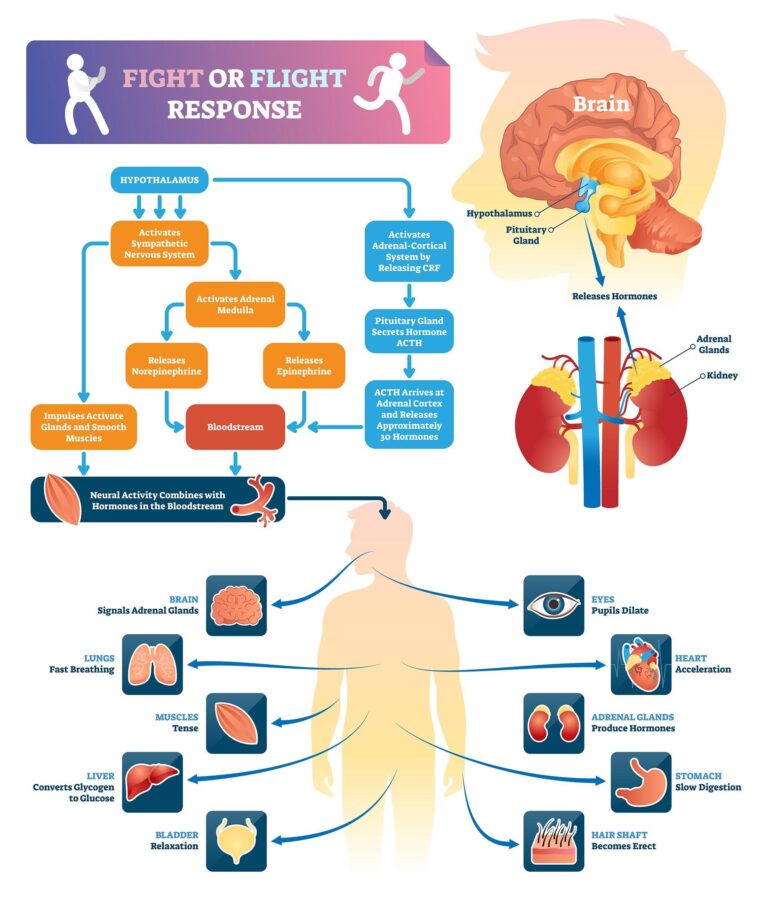 Understanding the Fight or Flight Response: A Clear Guide